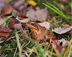 common frog or european brown frog perfectly camouflated between the autumn leaves
