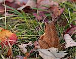 common frog or european brown frog perfectly camouflated between the autumn leaves