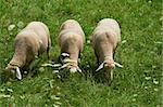 Sheep Grazing in the Alpine Meadows of Bavaria