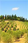Hill of Tuscany with Vineyard and Olive Plantation in the Chianti Region