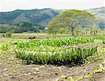 tobacco harvest, Ciego de Avila Province, Cuba