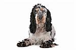 English Cocker Spaniel in front of a white background