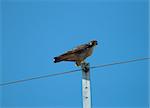 beautiful alone peregrine falcon(Falco peregrinus)