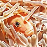 Anemone and Pink clownfish closeup underwater