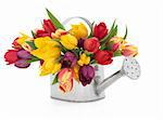 Tulip flowers in rainbow colours in an old metal watering can isolated over white background.