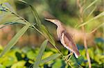 Squacco Heron (Ardeola ralloides) standing on a branch