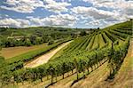 View on beautiful hills and vineyards of Langhe area in Piedmont, Italy.