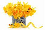 Daffodil and narcissus spring flowers in an old metal tin can and scattered with yellow ribbon isolated over white background.