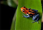 red striped poison dart frog blue legs of amazon rain forest in Peru, poisonous animal of tropical rainforest, pet in terrarium