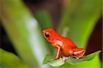 orange poison dart frog beautiful rainforest species of bocas del toro, panama kept as a pet in a terrarium ,oophaga pumilio exotic amphibian