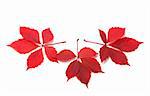 Three red autumn virginia creeper leaves on white background