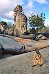 rock wallaby on rock formations tablelands queensland Australia a small kangaroo marsupial animal