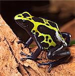 poison forg or dart frog with bright vivid colors beautiful amphibian pet of the amazon rain forest Dendrobates tinctorius a poisonous animal