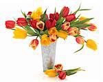 Tulip flowers in red, yellow and striped in an old metal vase  and scattered isolated over white background.
