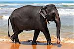 The elephant at coast of ocean. Sri Lanka