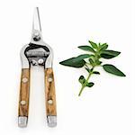 Marjoram herb leaf sprigs with secateurs isolated over white background.