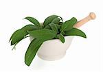 Sage herb in a stone mortar with pestle over white background. Salvia.