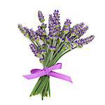 Lavender herb flowers tied with a satin purple bow isolated over white background. Lavandula.