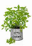 Oregano herb growing in an old metal plant pot with home and garden title isolated over white background.