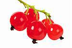 Close up view of a bunch of red currant isolated over white