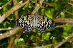 beautiful butterfly on a branch