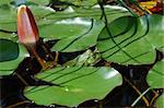 green frog on lily pad in the pond