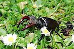 beautiful large brown stag beetle in the grass