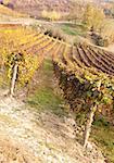 Italian vineyard of Barbera during autumn season