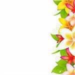 Tropical Flowers Frangipani, Isolated On White Background, Vector Illustration