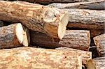 Pile of trunk log