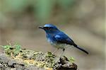 beautiful male hainan blue flycatcher