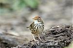 beautiful puff-throated babbler on the log