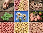 collage of potatoes growing