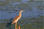 Squacco Heron (Ardeola ralloides) standing in a lake