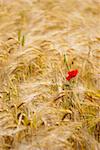 Red Poppy in yellow field