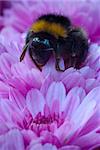 Bumblebee working on pink flower