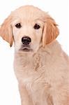 Portrait of a young, charming  Golden Retriever in the studio