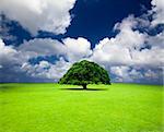 single old tree on the grass field