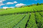 Beautiful fresh green tea plantation at Nihondaira, Shizuoka - Japan