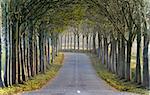 road with a row of trees an autumn day