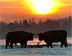 Highland Cattle on a winter day at sunrise