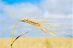 gold ears of wheat close up