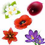 Set Of Realistic Flowers, Isolated On White Background, Vector Illustration