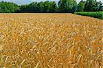 Plantation of Fodder Corn and Wheat Fields in Southern Bavaria, Germany