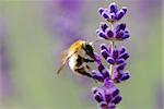 little bumblebee flying sucks and sits on lavender bloom