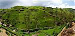 Green tea plantation of Sri Lanka in the Mountains near Nuwara Elyia. Panoramic composition