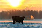 Highland Cattle on a winter morning at sunrise