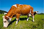 Curious Cows Grazing on Pasture in Southern Bavaria, Germany