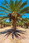 Plantation of Date Palms in the Jordan Valley, Israel