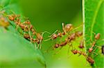 red ant in green nature or in forest